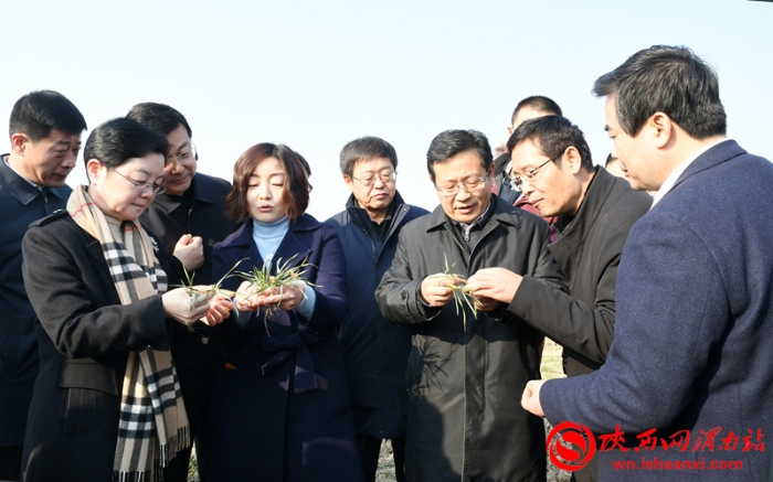 陕西省小麦抗灾强管百日行动现场推进会观摩临渭区小麦田间管理（组图）