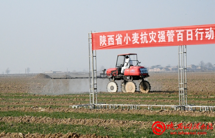 陕西省小麦抗灾强管百日行动现场推进会观摩临渭区小麦田间管理（组图）