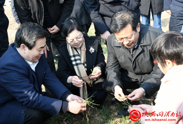 陕西省小麦抗灾强管百日行动现场推进会观摩临渭区小麦田间管理（组图）