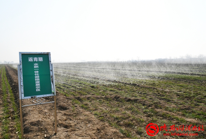 陕西省小麦抗灾强管百日行动现场推进会观摩临渭区小麦田间管理（组图）