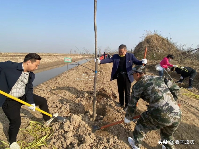 临渭区司法局开展2022年度春季义务植树活动（图）